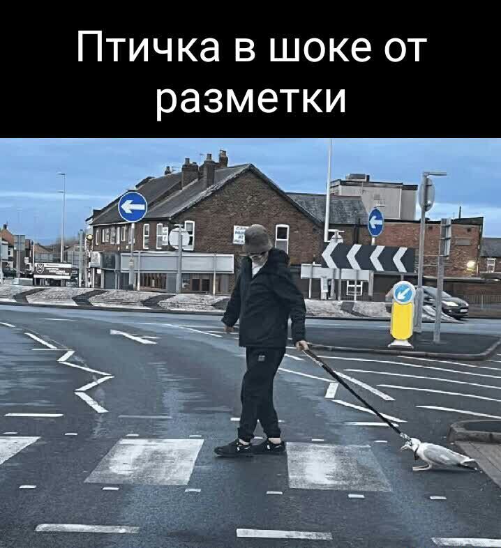 Птичка в шоке от разметки