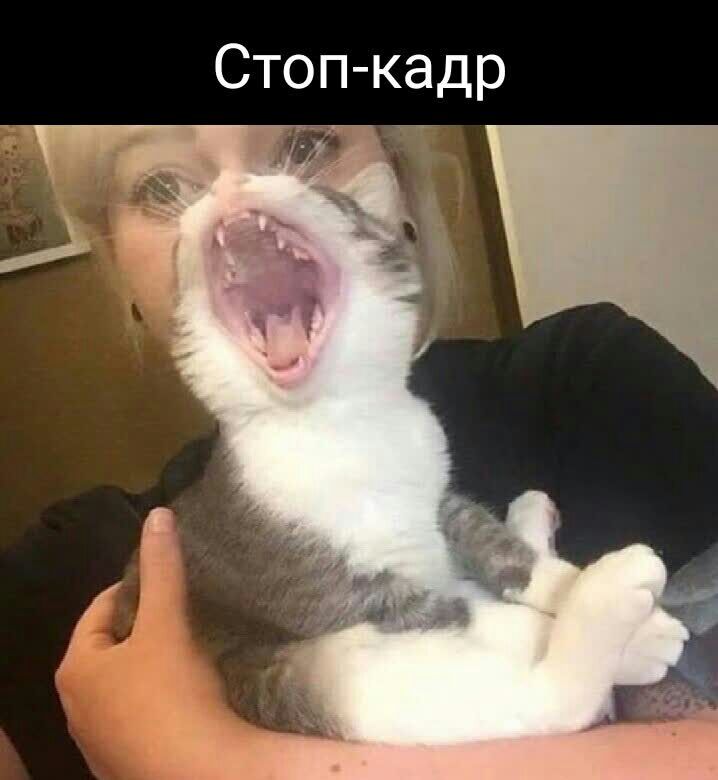Стоп кадр