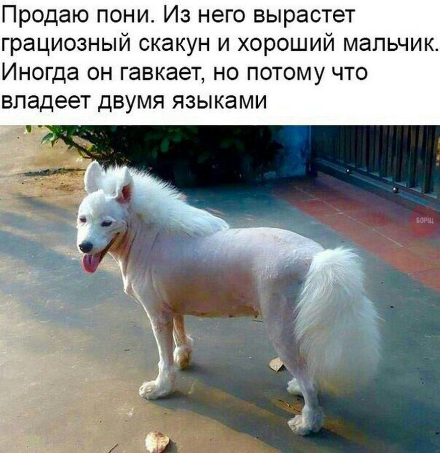 Продаю пони Из него вырастет грациозный скакун и хороший мальчик Иногда он гавкает но потому что владеет двумя языками