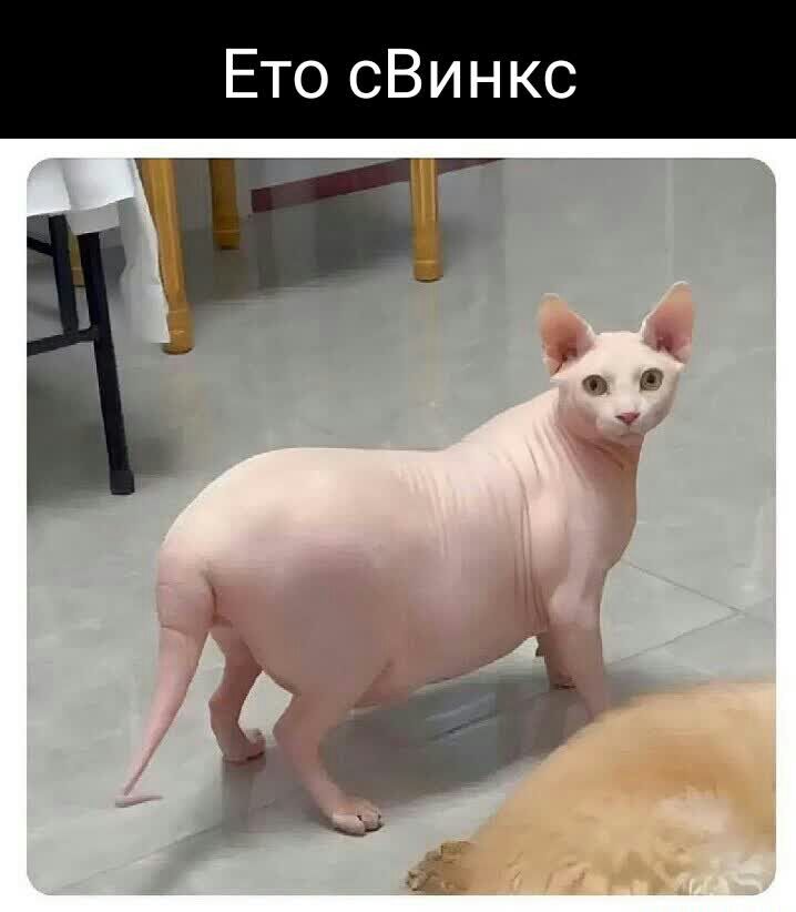 _то сВинкс і
