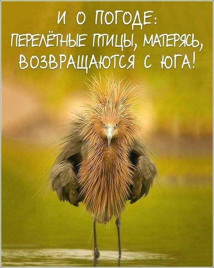 и о погода ПЕРЕАЁЩЫЕ птицы мтвтсь ВОЪМРАЩАТСЯ _с ЮГА