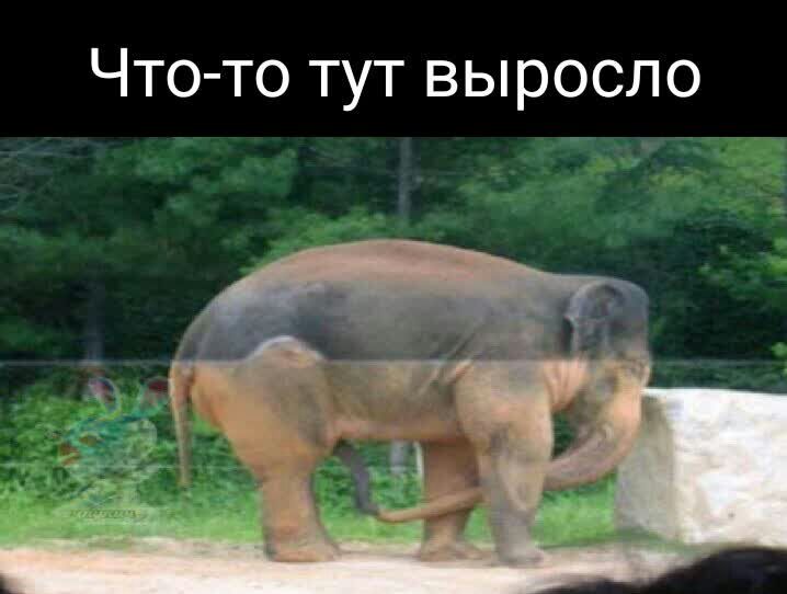 Что то тут выросло