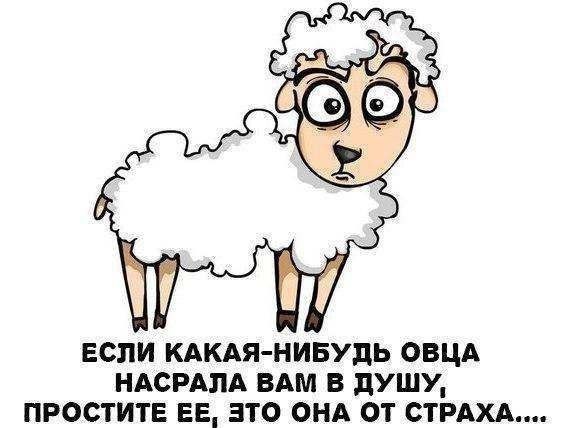 ЕСЛИ КАКАЯ НИБУДЬ ОВЦА НАСРАПА ВАМ В дУШУ ПРОСТИТЕ ЕЕ ЭТО ОНА ОТ СТРАХА