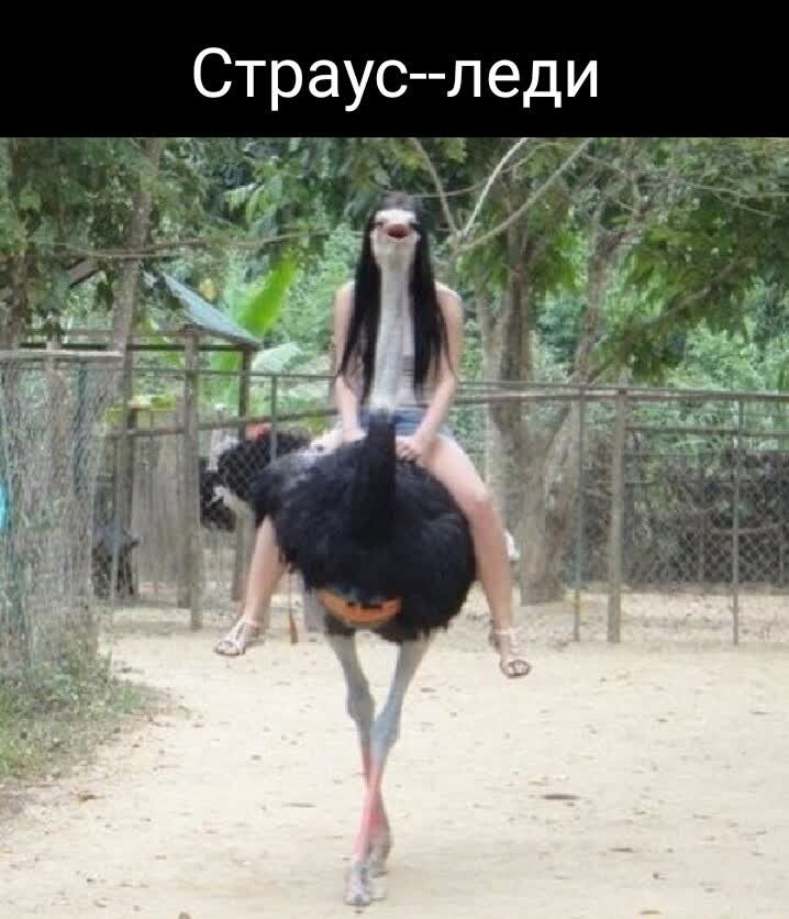 Страус леди