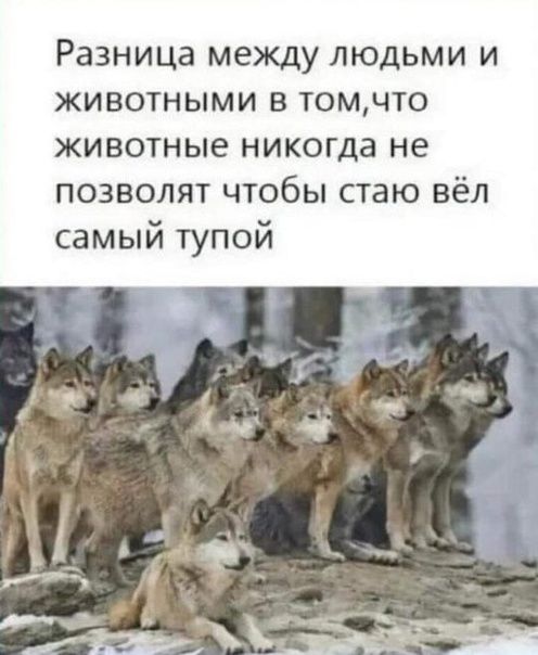 Разница между людьми и животными в томчто животные никогда не позволят чтобы стаю вёл самый тупой Ъ С Я у __ ч ъ Ф