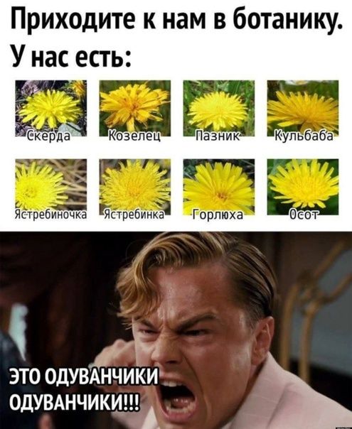 Приходите к нам в ботанику У нас есть ііёкерда Козепец Пазник Купьбаба стребиночка Яппе6иика и ЭТО ОДУВЁЁИКИ ОДУВАНЧИКИА