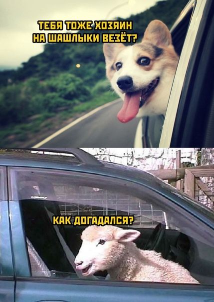 ТЕБЯ ТПЖЕ ХПЗЯИН