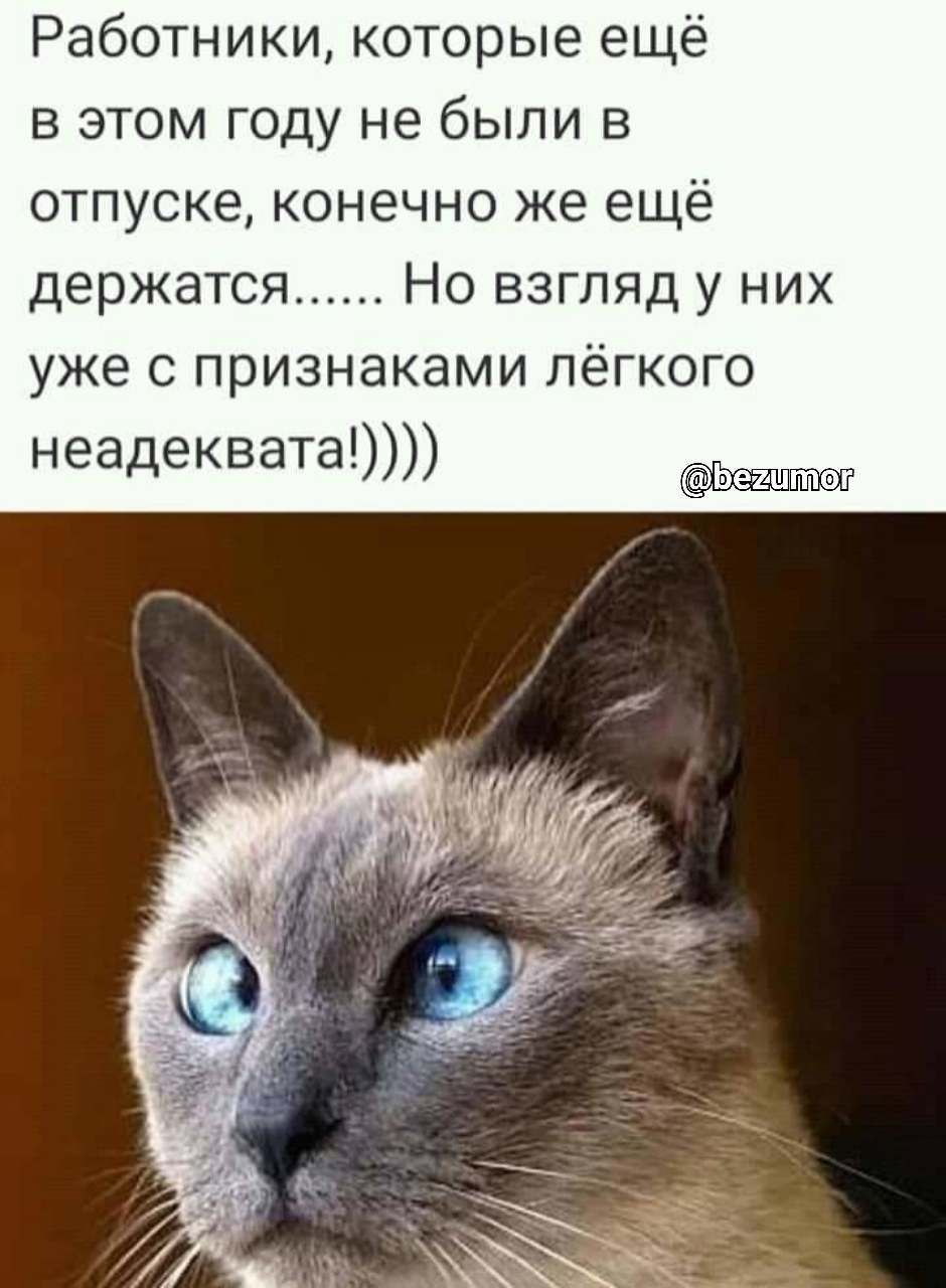 Работники которые ещё в этом году не были в отпуске конечно же ещё держатся Но взгляд у них уже с признаками пёгк неадеквата