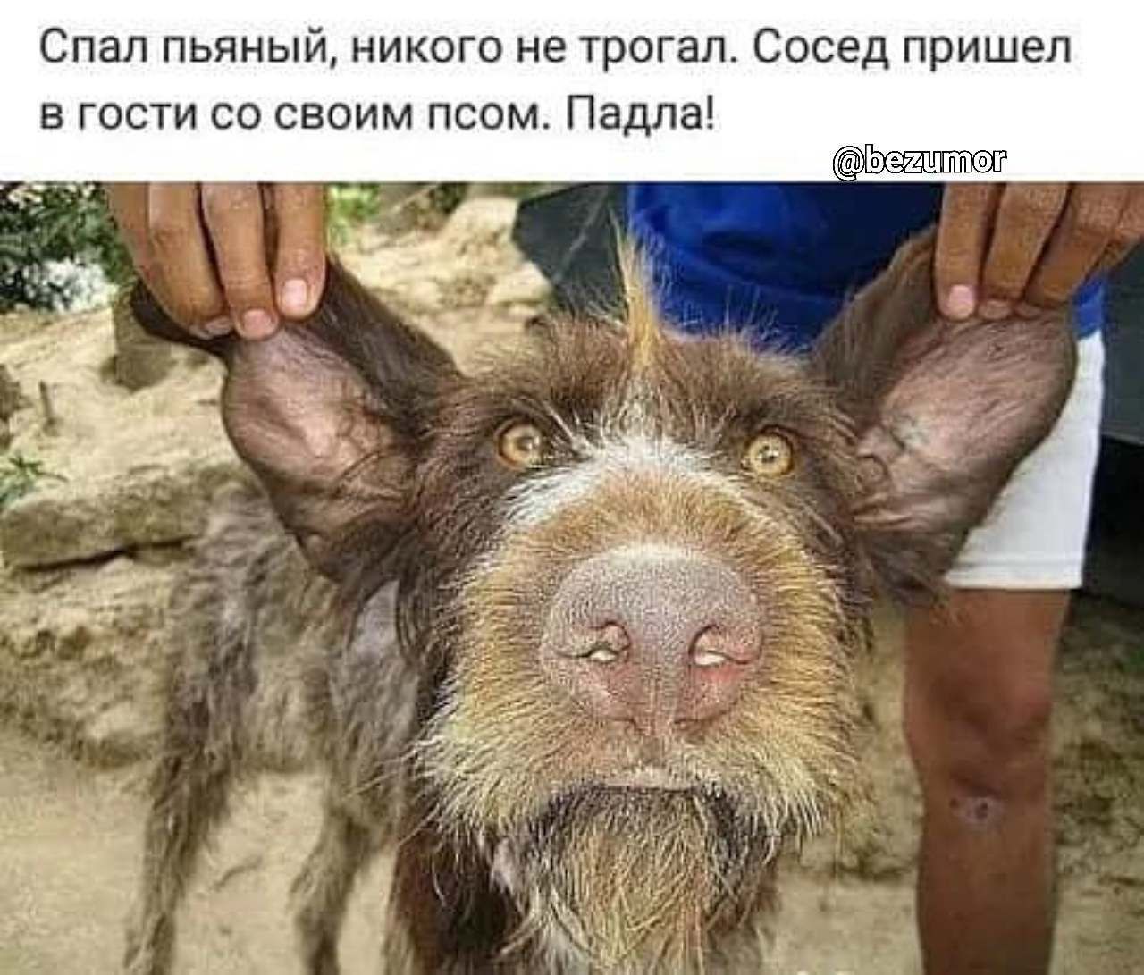 Спап пьяный никого не трогал Сосед пришел в гости со своим псом Падпа