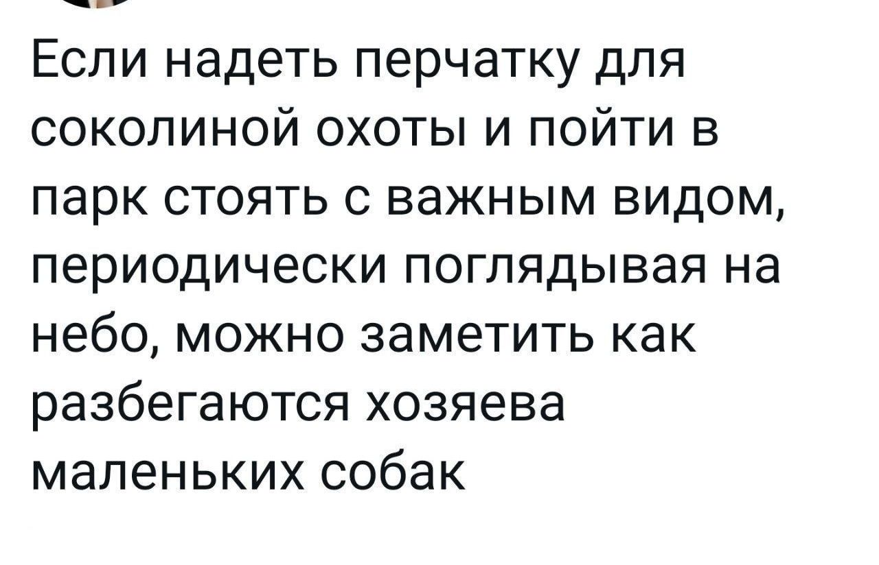 Еспи надеть перчатку для соколиной охоты и пойти в парк стоять с важным видом периодически поглядывая на небо можно заметить как разбегаются хозяева маленьких собак