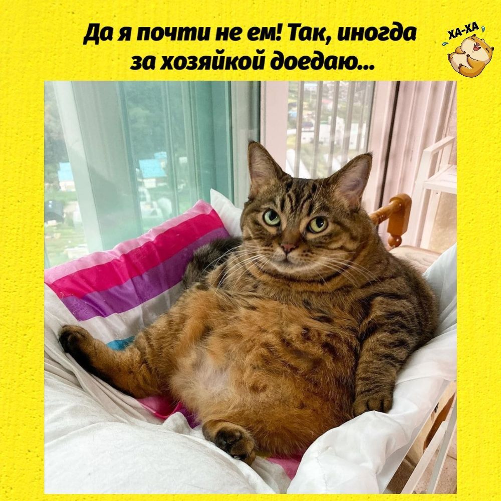 да и почти не ем Так иногда 1 за хозяйкой доедет 37