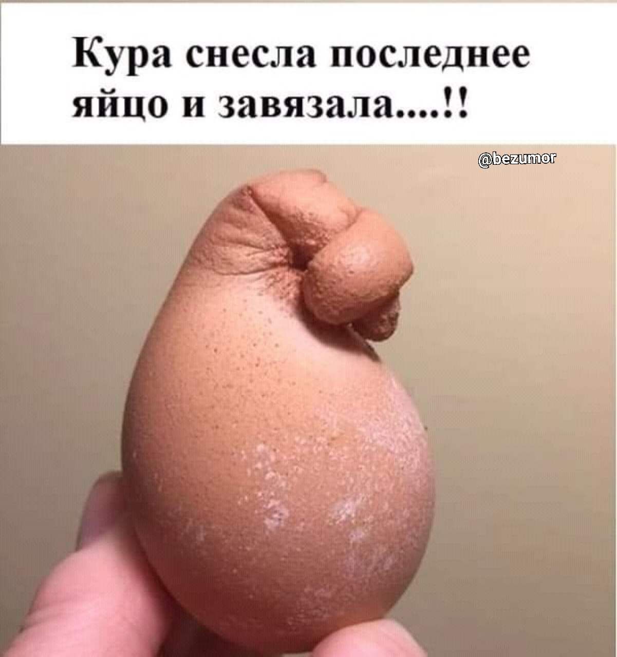 Кура снесла последнее