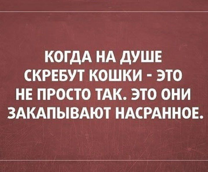 КОГДА НА ДУШЕ СКРЕБУТ КОШКИ ЭТО НЕ ПРОСТО ТАК ЭТО ОНИ ЗАКАПЫВАЮТ НАСРАННОЕ