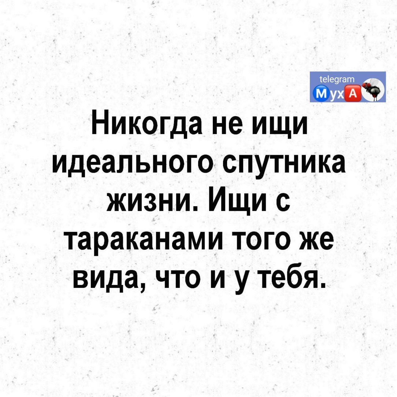 Никогда не ищи идеального спутника жизни Ищи с тараканами того же вида что и у тебя