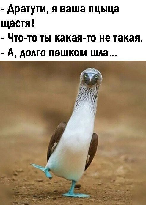 дратути я ваша пцыца щастя Что то ты какая то не такая А долго пешком шла