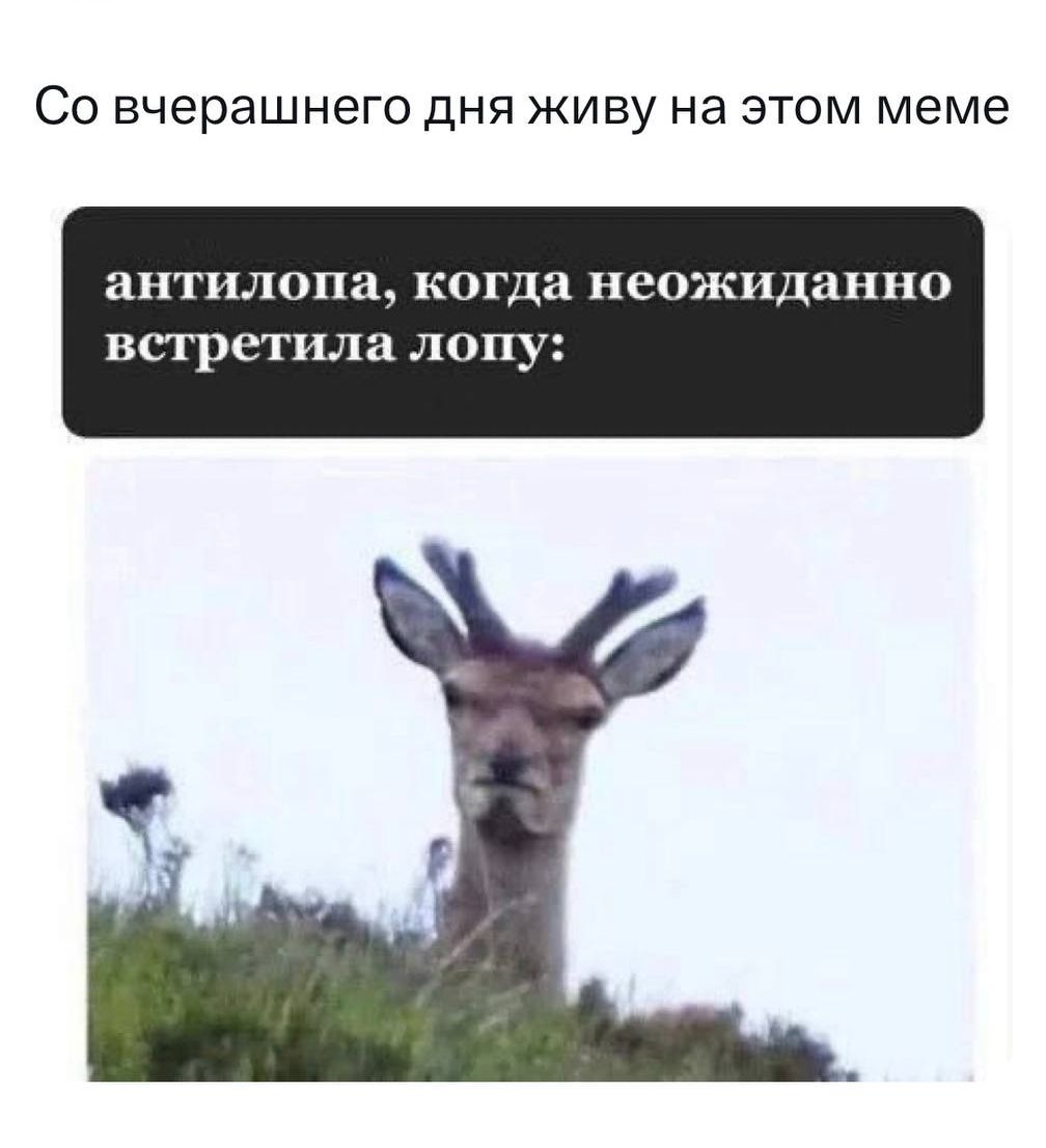СО ВЧЭРЭШНЕГО ДНЯ ЖИВУ на ЭТОМ меме антилопа когда нспжиданно встретила лапу