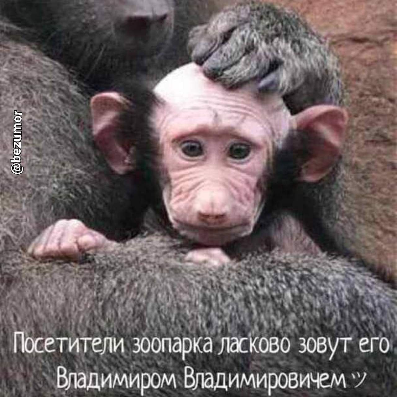 Владимиром Втдимировиему