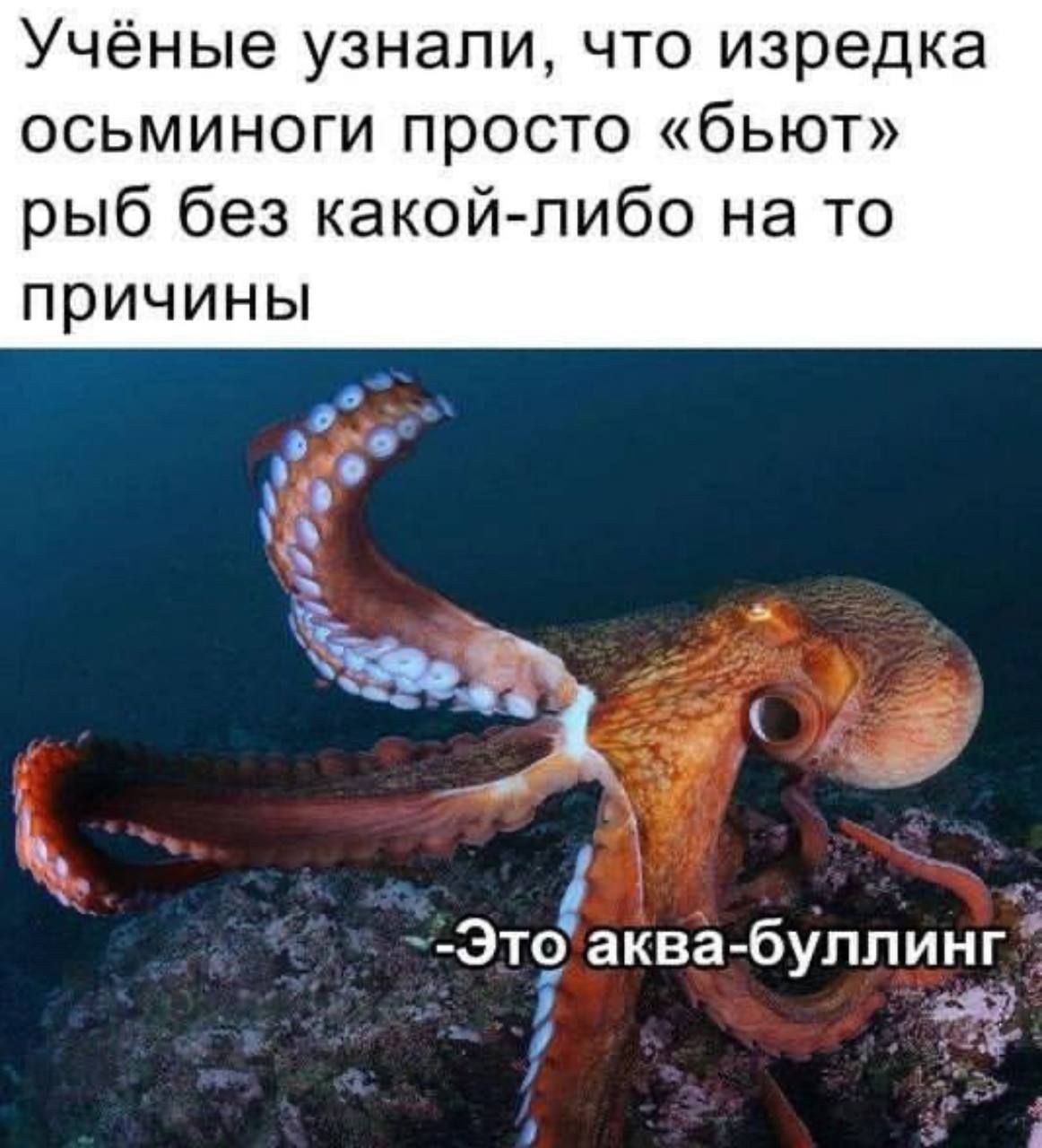 осьминог голова в жопе фото 15