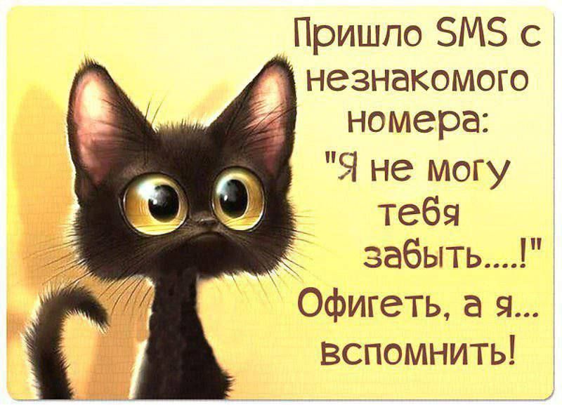 Пришпо БМЗ с незнакомого номера 51 не могу тебя забыть Офигеть а я Вспомнить