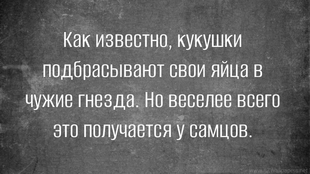 Как известно кукушки подбрасывают свои яйца в чужие гнезда Нв веселее всего это получается у немцев
