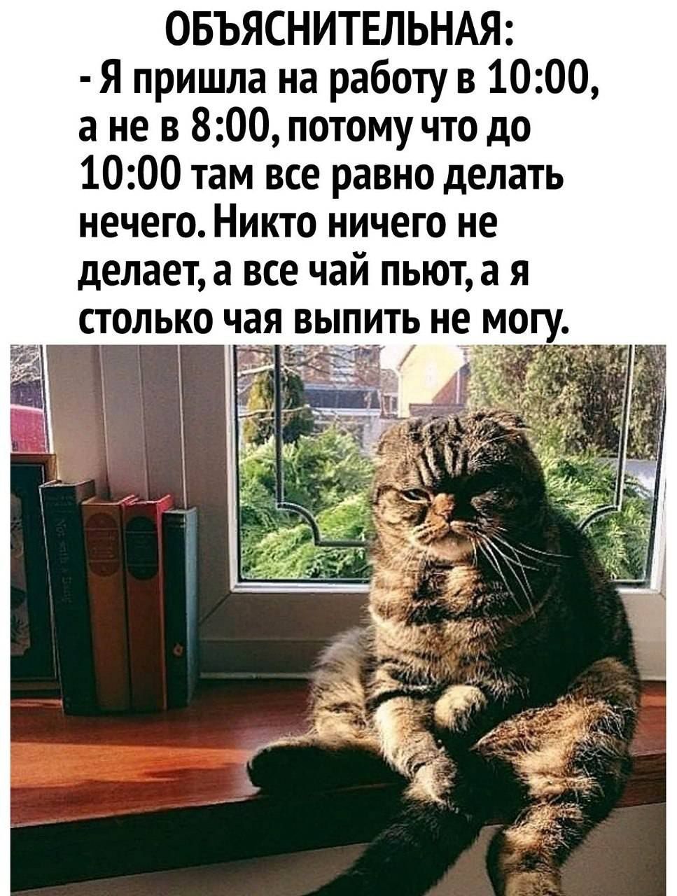 ОБЪЯСНИТЕЛЬНАЯ Я пришла на работу в 10 а не в 800 потому что до 1000 там все равно делать нечего Никто ничего не делает а все чай пыот а я столько чая выпить не мо