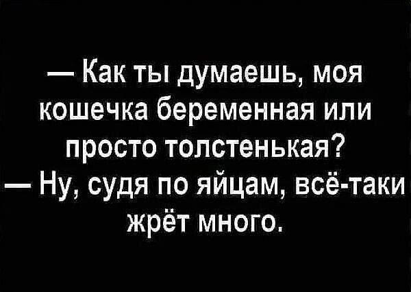 Как ты думаешь моя кошечка беременная или просто толстенькая Ну судя по яйцам всё таки жрёт много