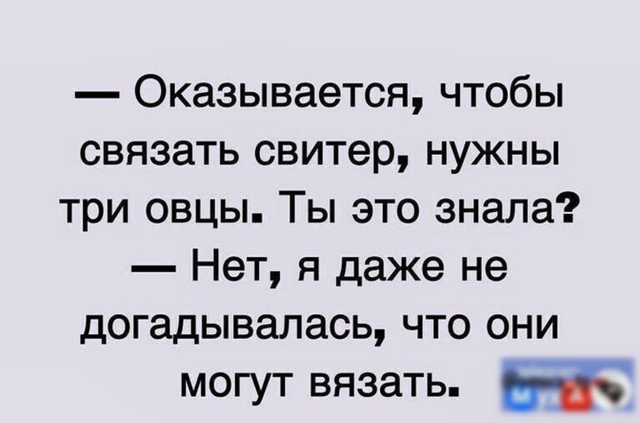 Оказывается чтобы связать свитер нужны три овцы Ты это знала Нет я даже не догадывалась что они могут вязать