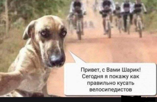 Привет с Вами Шарик Сегодня я покажу как правильно кусать МППСИПЕДИБТОВ