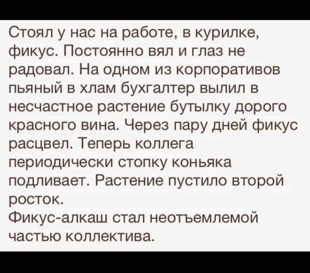 Стоял у нас на работе в курилке фикус Постоянно вяп и глаз не радовал На одном из кооперативов пьяный в хлам бухгалтер вылил несчастное растение бутылку дорого красного вина Через пару дней фикус расцвел Теперь коллега периодически стопку коньяка подливает Растение пустило второй росток Фикусйапкаш стал неотъемлемой частью коллектива