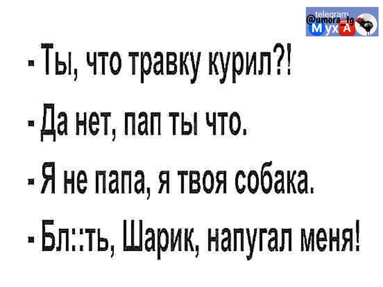 Ты что травку курил Да нет пап ты что Я не папа я твоя собака Бпть Шарик напугал меня