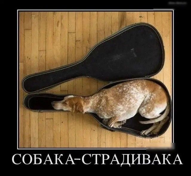 Ц СОБАКА СТРАДИВАКА