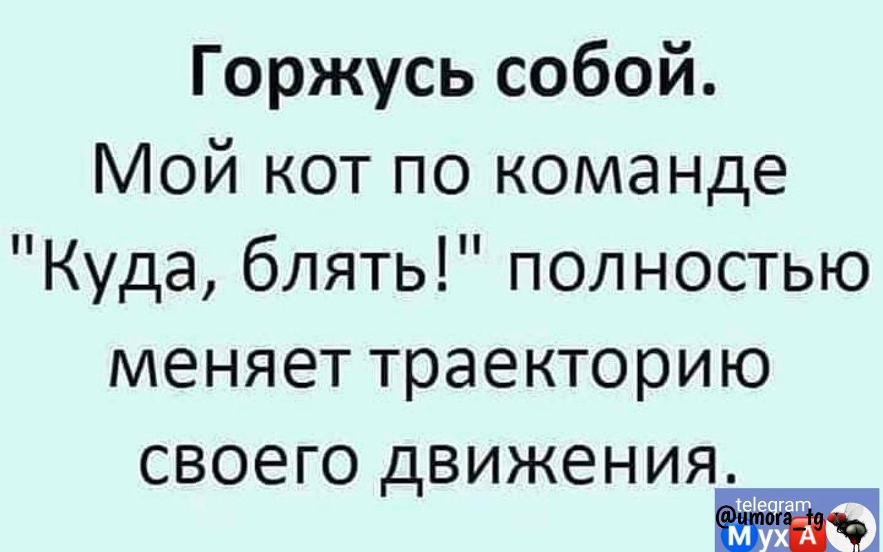 Горжусь собой Мой кот по команде Куда блять полностью меняет траекторию своего движения