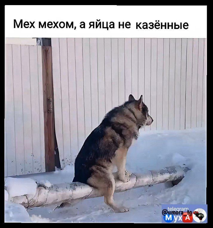 Мех мехом а яйца не казённые