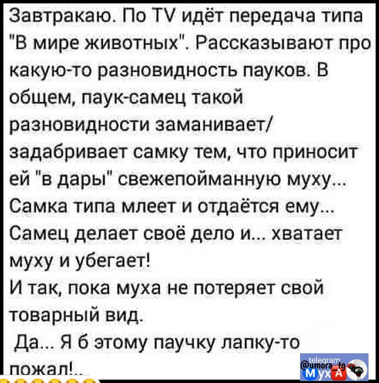 Завтракаю По ТУ идёт передача типа В мире животных Рассказывают про какую то разновидность пауков В общем паук самец такой разновидности заманивает задабривает самку тем что приносит ей в дары свежепойманную муху Самка типа млеет и отдаётся ему Самец делает своё дело и хватает муху и убегает И так пока муха не потеряет свой товарный вид Да Я 6 этом