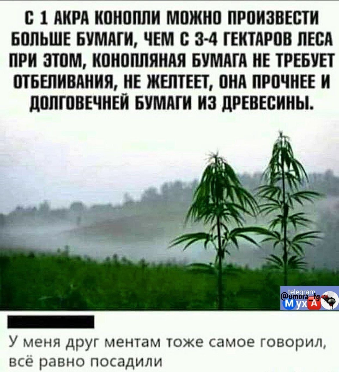 С 1 АКРА КОНОПЛИ МОЖНО ПРОИЗВЕСТИ БОЛЬШЕ БУМАГИ ЧЕМ С 3 4 ГЕКТАРОВ ЛЕСА ПРИ ЭТОМ КОНОПЛЯНАЯ БУМАГА НЕ ТРЕБУЕТ ОТБЕЛИВАНИЯ НЕ ЖЕЛТЕЕТ ОНА ПРОЧНЕЕ И ДОЛГОВЕЧНЕЙ БУМАГИ ИЗ ДРЕВЕСИНЫ У меня друг ментам тоже самое говорил всё равно посадили