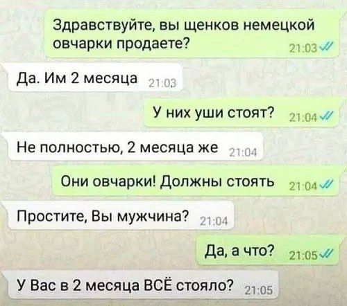 Здравствуйте вы щенков немецкой овчарки продаете 2103 Да Им 2 месяца У них уши стоят э Не полностью 2 месяца же Они овчарки Должны стоятЬ 21 4 Простите Вы мужчина Да а что 1057 У Вас в 2 месяца ВСЁ стояло 105