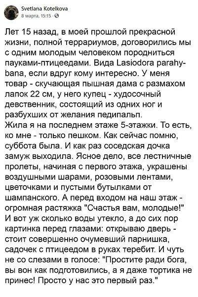 Лет 15 назад, в моей прошлой прекрасной жизни, полной террариумов, договорились мы с одним молодым человеком породиться пауками-птицеедами. Вида Lasiodora parahybana, если вдруг кому интересно. У меня товар - скучающая пышная дама с размерами лапок 22 см, у него куелек - худосочный девственник, состоящий из одних ног и разбывшихся от желания педипальп. Жила я на последнем этаже 5-этажки. То есть, ко мне - только пешком. Как сейчас помню, суббота была. И как раз соседская дочка замуж выходила. Знаете дело, внезапные пролеты, начиная с первого этажа, украшают воздушными шарами, розовыми лентами, цветочками и пустыми бутылками от шампанского. И вот вдруг у нас начинается такой дикий стон, а потом и вообще в квартире раздается истерический женский визг. 