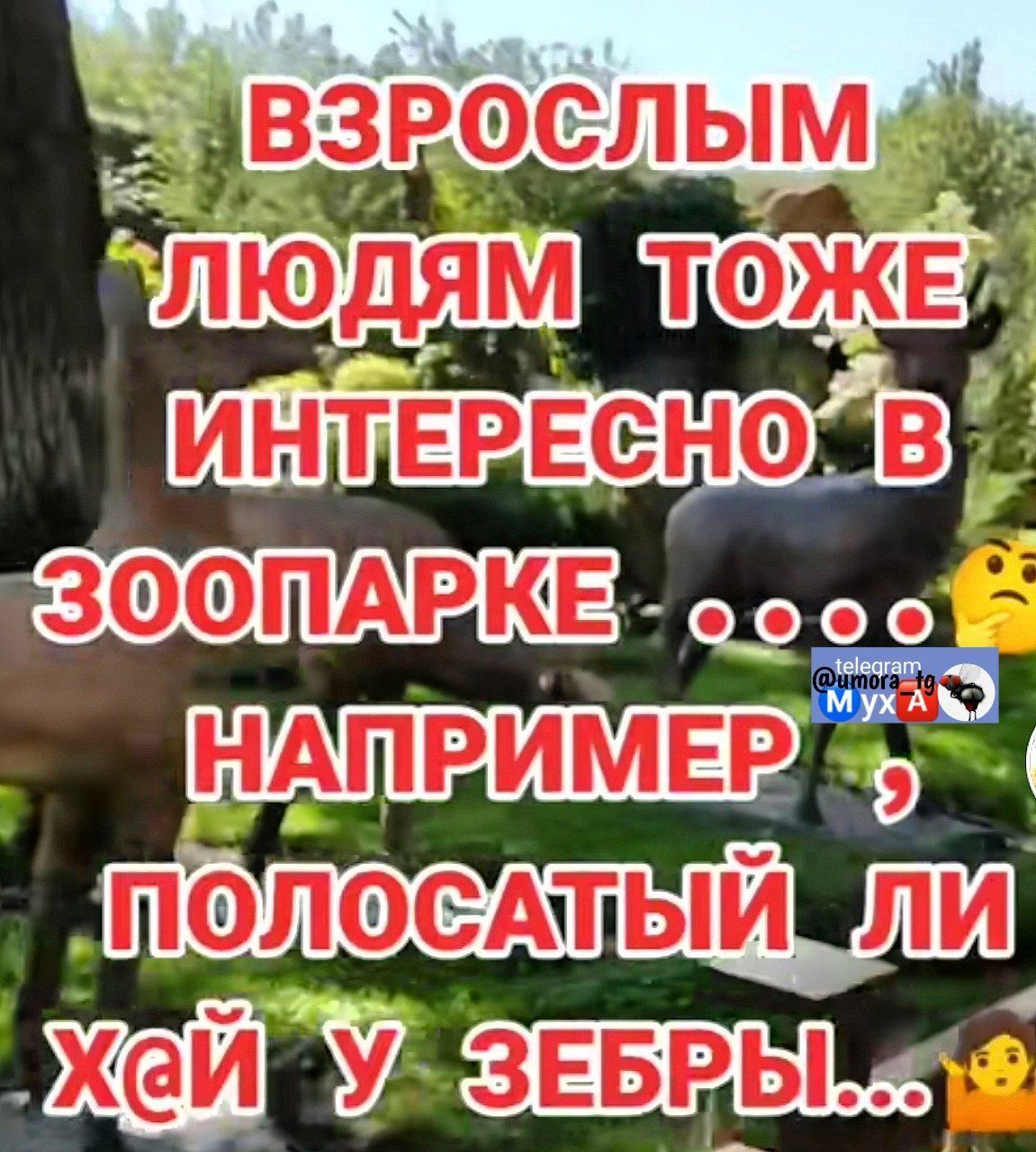 ВЗРОСЛЫМ ЛЮДЯМ ТАКЖЕ ИНТЕРЕСНО В ЗООПАРКЕ ... НАПРИМЕР, ПОLOСАТЫЙ ЛИ ХАЙ У ЗЕБРЫ...