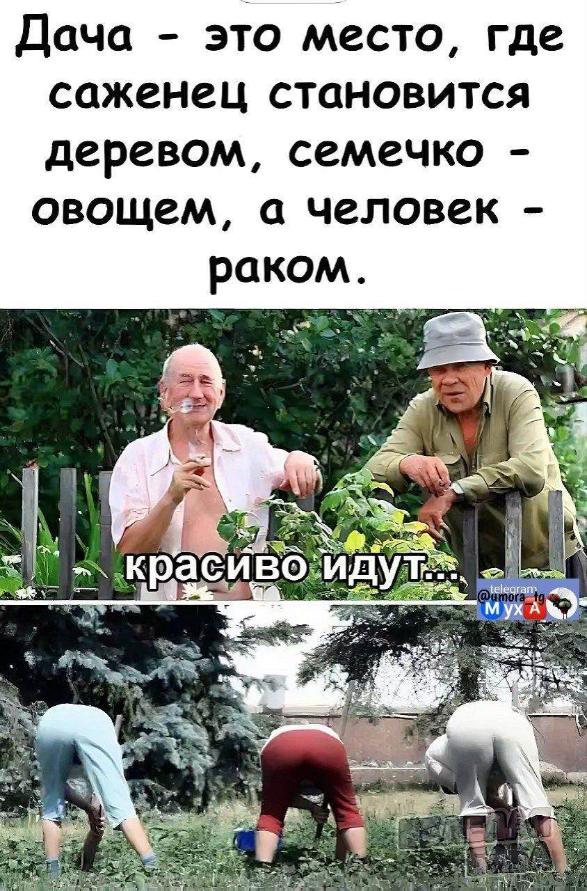Дача - это место, где саженец становится деревом, семечко - овощем, а человек - раком.
красиво идут...