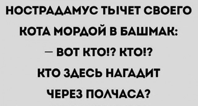 НОСТРАДАМУС ТЫЧЕТ СВОЕГО КОТА МОРДОЙ В БАШМАК: — ВОТ КТО!? КТО!? КТО ЗДЕСЬ НАГАДИТ ЧЕРЕЗ ПОЛЧАСА?