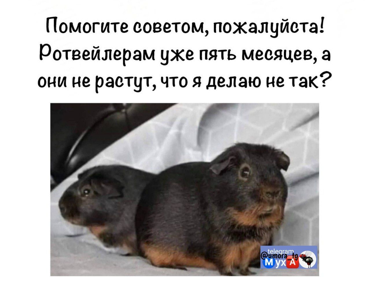 Помогите советом, пожалуйста! Ротвейлерам уже пять месяцев, а они не растут, что я делаю не так?