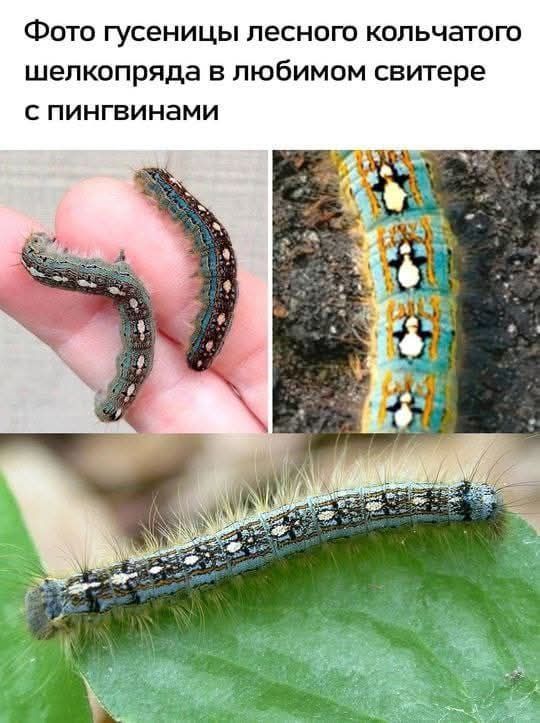 Фото гусеницы лесного кольчатого шелкопряда в любимом свитере с пингвинами