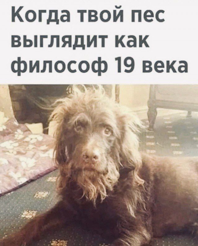 Когда твой пес выглядит как философ 19 века