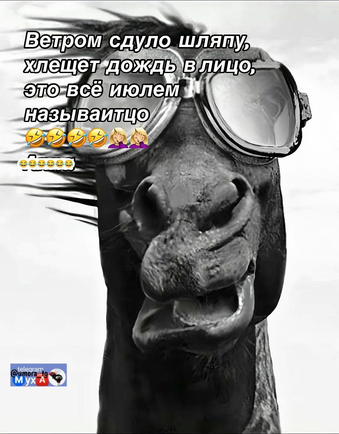 Ветром сдуло шляпу, хлещет дождь в лицо, это всё юлем называйточо