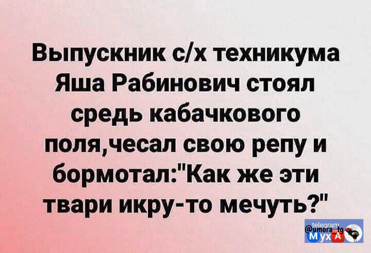 Выпускник с/х техникума Яша Рабинович стоял среди кабачкового поля, чесал свою репу и бормотал: 
