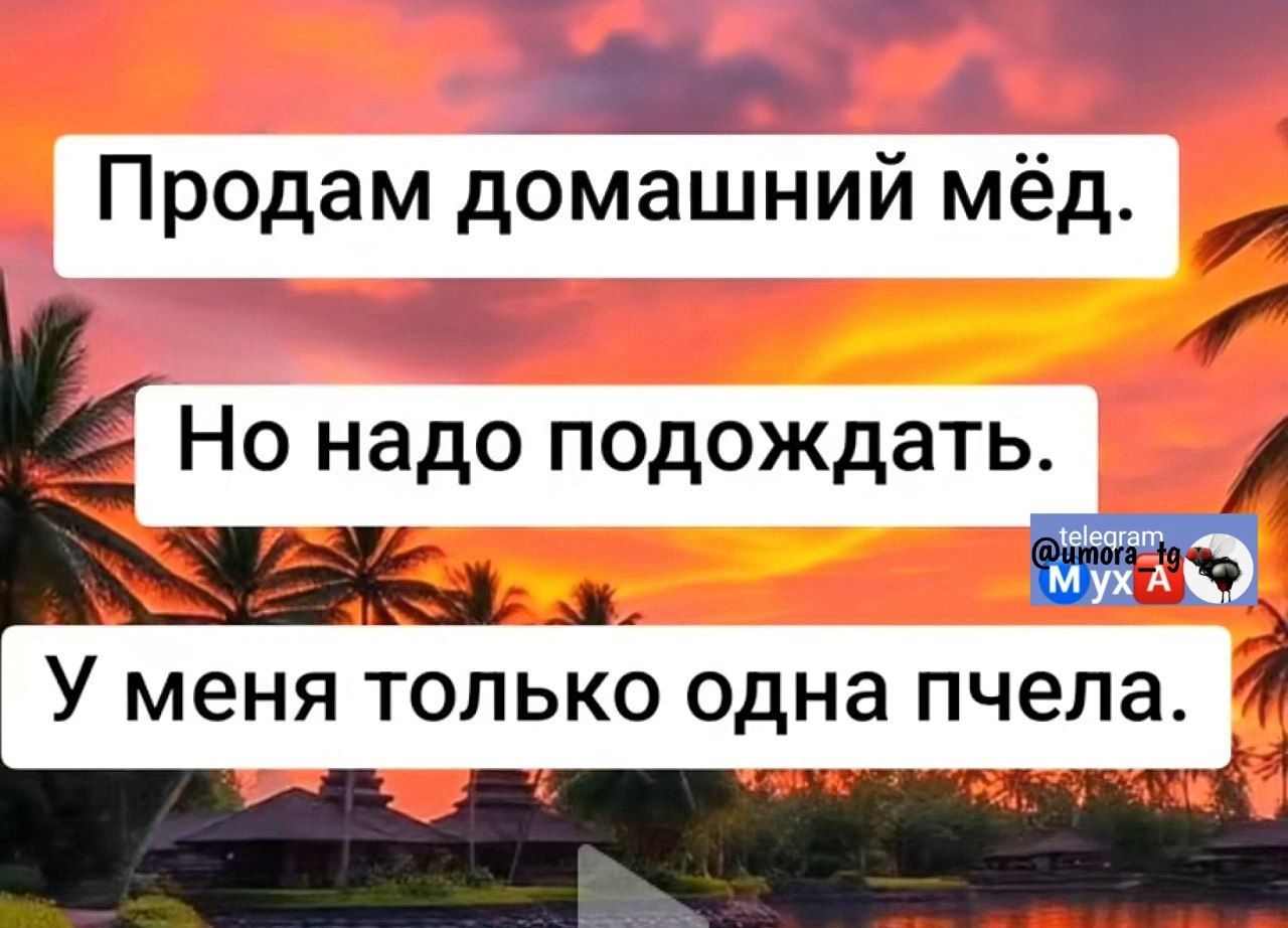 Продам домашний мёд. Но надо подождать. У меня только одна пчела.
