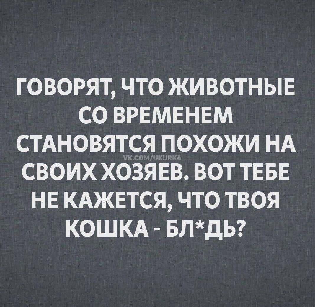 ГОВОРЯТ, ЧТО ЖИВОТНЫЕ СО ВРЕМЕНЕМ СТАНОВЯТСЯ ПОХОЖИ НА СВОИХ ХОЗЯЕВ. ВОТ ТЕБЕ НЕ КАЖЕТСЯ, ЧТО ТВОЯ КОШКА - БЛ*ДЬ?
