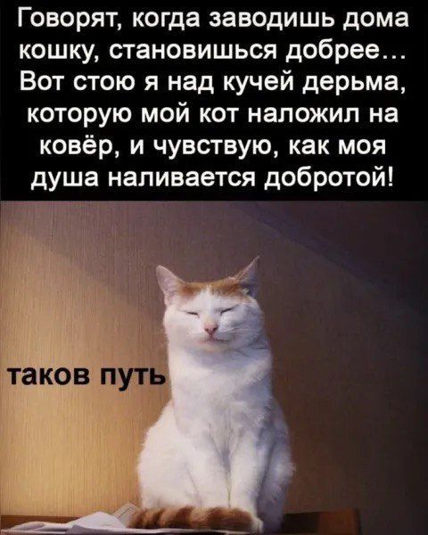 Говорят, когда заводишь дома кошку, становишься добрее... Вот стою я над кучей дерьма, которую мой кот наложил на ковёр, и чувствую, как моя душа наливается добротой!
таков путь