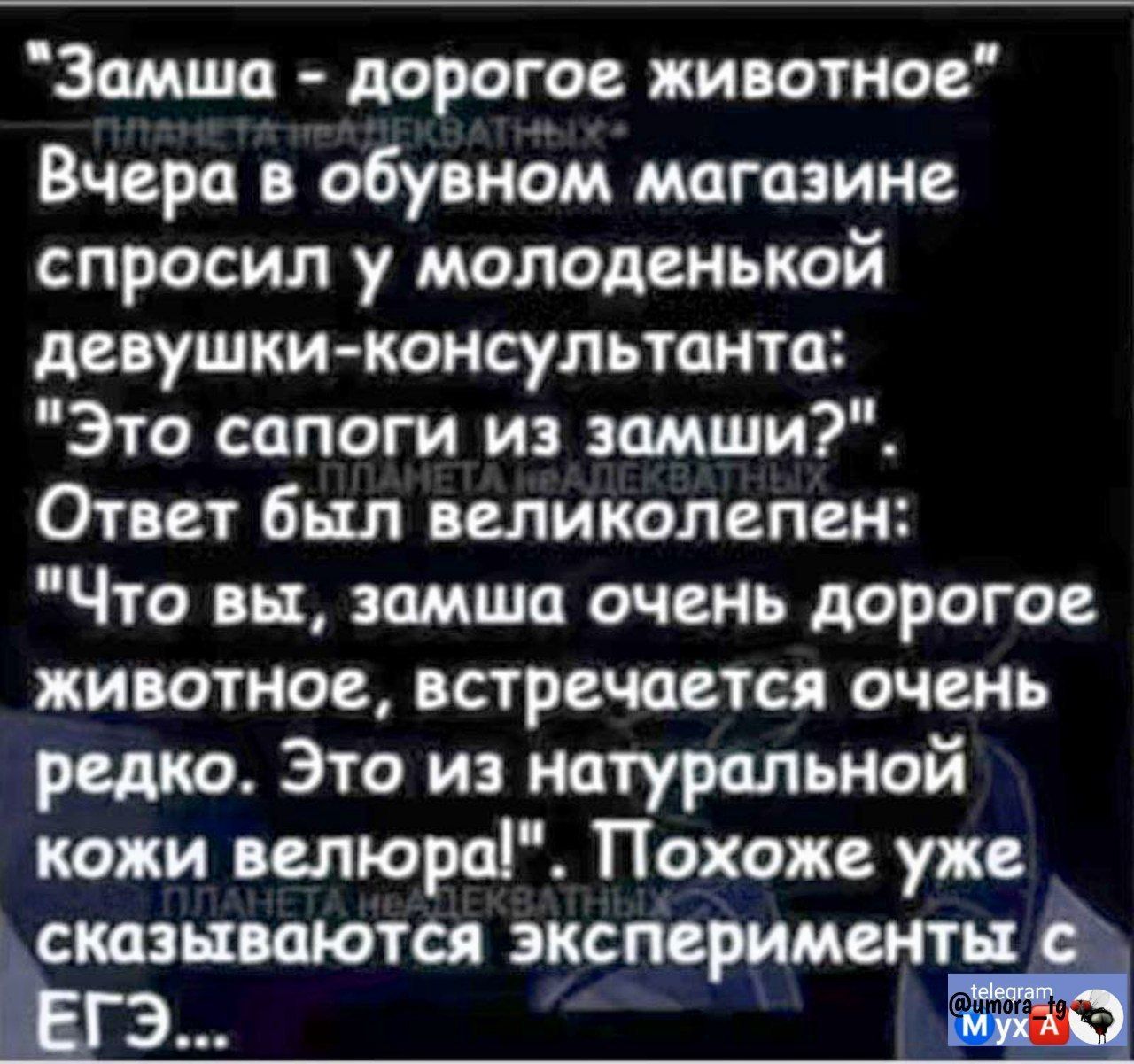 “Замша - дорогое животное”
Вчера в обувном магазине спросил у молоденькой девушки-консультанта: “Это сапоги из замши?”.
Ответ был великолепен: “Что вы, замша очень дорогое животное, встречается очень редко. Это из натуральной кожи вельюра!”.
Похоже уже сказываются эксперименты с ЕГЭ…