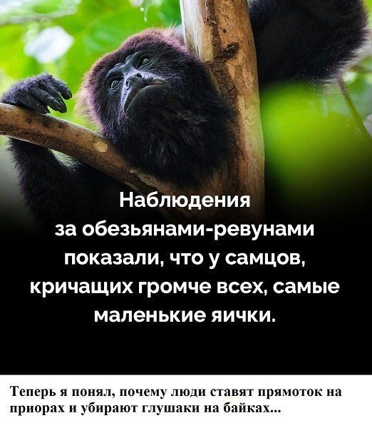 Наблюдения за обезьянами-ревунами показали, что у самцов, кричащих громче всех, самые маленькие яички.
Теперь я понял, почему люди ставят прямоток на приорах и убирают глушаки на байках...